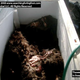 Illustration for article titled Uncovering the Dirty Secrets Behind the Latest Dead Bigfoot Story